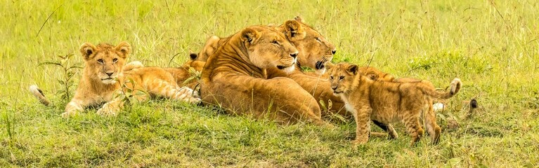 A pride of lions  (female and cubs) in the tall green grass on the savannah of the maasai mara...