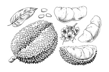 Hand drawn durian fruit harvest elements isolated on white background. Whole and cut durians, leaves, seeds, flowers