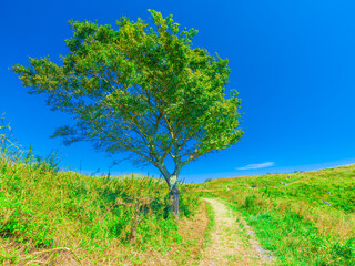 Fototapeta na wymiar Fresh landscape of a tree by a path on the green hill under the blue sky, Nature or travel background, Outdoor, Nobody, High resolution over 50MP
