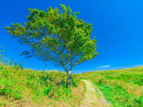 Fresh landscape of a tree by a path on the green hill under the blue sky, Nature or travel background, Outdoor, Nobody, High resolution over 50MP