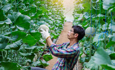 Fototapeta premium Asian man farmer checking the quality of the melon growth in the greenhouse farming, melon farming, fruit gardening concept.