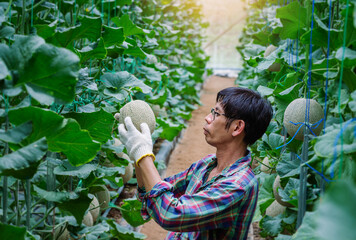 Asian man farmer  checking the quality of the melon growth  in the greenhouse farming, melon...