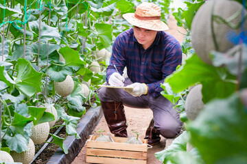 Asian man farmer  checking the quality of the melon growth and record to data archive in the greenhouse farming, melon farming, fruit gardening concept.