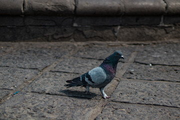 Paloma tomando descanso en calle de la Ciudad de México