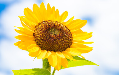 Beautiful yellow sunflower isolated under the blue sky in hot summer, Flower or flora background	