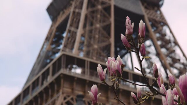 Defocused Eiffel Tower in City of Paris in Spring Season, View Through Flowering Tree branch
