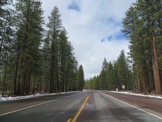 Driving in Northern California, Beautiful Pine Trees
