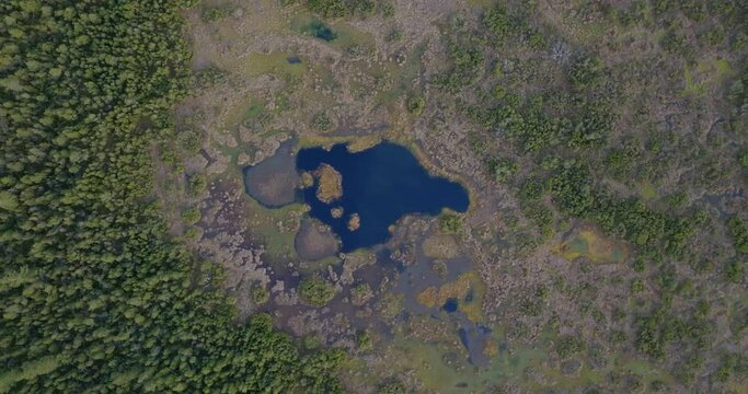 Top Down Aerial View of Pond by Pine Forest in Ore Mountains, Czech German Border, High Angle Drone Shot