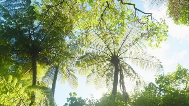 A Low Angle Panning Shot From Beneath Two Large Mamaku Ferns With Bright Sunlight And Blue Sky