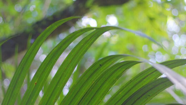 Close up of the long leaves of a Nikau Palm tree with focus pulling