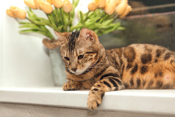 Cute golden pregnant bengal kitty cat laying on the windowsill and relaxing.