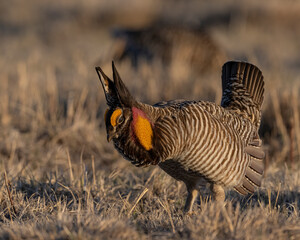 Greater Prairie Chicken