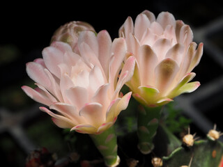 Fototapeta na wymiar Pink Flower of Gymnocalycium Cactus in summer.