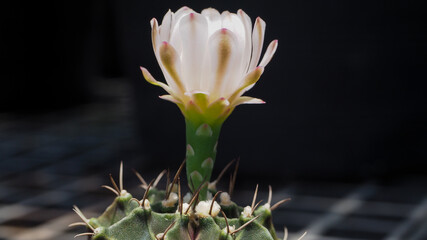 White Flower of Gymnocalycium Cactus in summer.