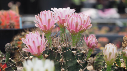 Pink Flower of Gymnocalycium Cactus in summer.