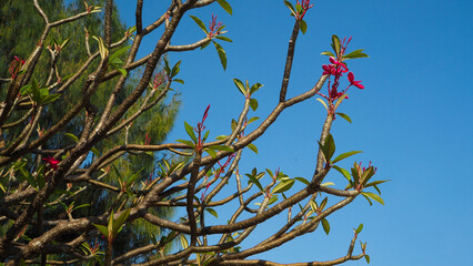 The pink frangipani tree is very old by the main river.