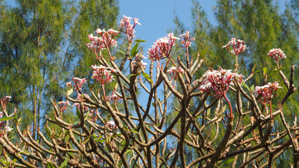 The pink frangipani tree is very old by the main river.