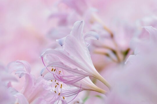 Pink Lycoris squamigera blooming in summer