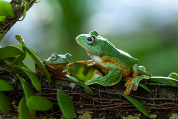 Flying Frogs on Nature Place