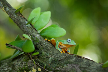 Flying Frogs on Nature Place