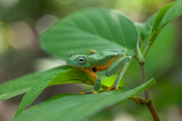 Flying Frogs on Nature Place