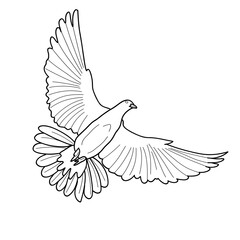 dove of peace in black and white line art