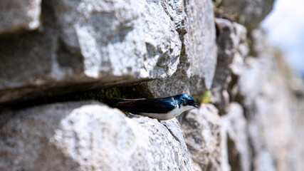PaJaro en Ruinas Machu Picchu