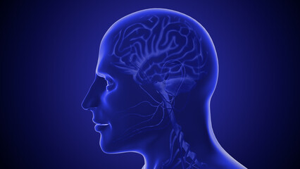 Human Central Nervous System with Brain Anatomy