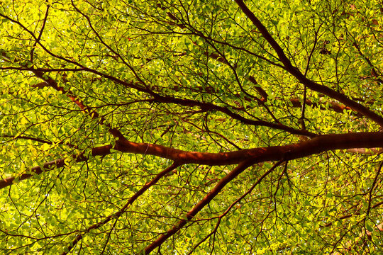 Spiny black olive (Bucida Molineti) also commonly known as Indian Almond and Ketapang kencana family tree
