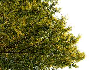 Spiny black olive (Bucida Molineti) also commonly known as Indian Almond and Ketapang kencana family tree