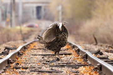 Dance of the Wild Turkey (Meleagris gallopavo). An increasing sight in city landscapes, these birds...