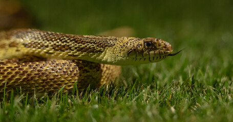 Snake Close-up
