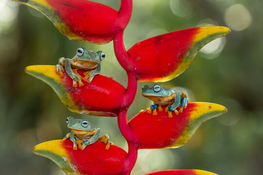 Beautiful Flying Frog in Action