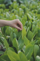 Asian woman farmer using digital tablet in vegetable garden at greenhouse, Business agriculture technology concept, quality smart farmer.