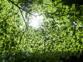 Naklejka premium 逆光の新緑