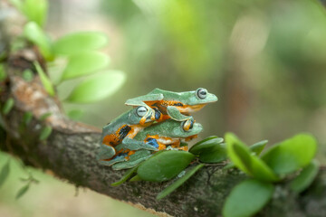 Beautiful Flying Frog in Action