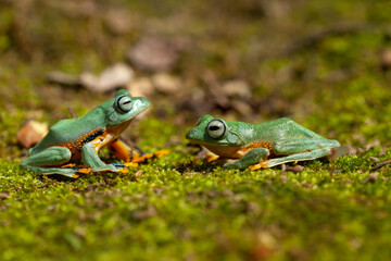 Beautiful Flying Frog in Action