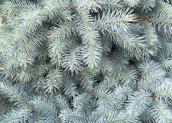 Naklejka na ściany i meble Blue Pine tree background texture pattern. Blue pine brunch background. Evergreen coniferous tree.