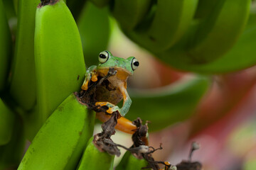 Beautiful Flying Frog in Action