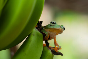 Beautiful Flying Frog in Action