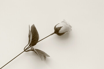 비누로 만든 장미