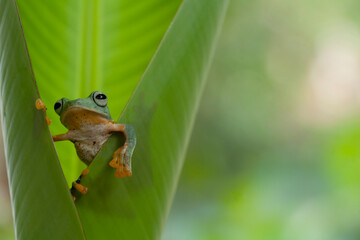 Flying Frog on Beautiful Place