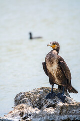 Fototapeta premium Great cormorant, Phalacrocorax carbo, standing on a stone on the sea shore.