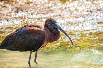 The glossy ibis, latin name Plegadis falcinellus, searching for food in the shallow lagoon.