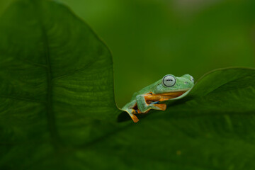 Flying Frog on Beautiful Place