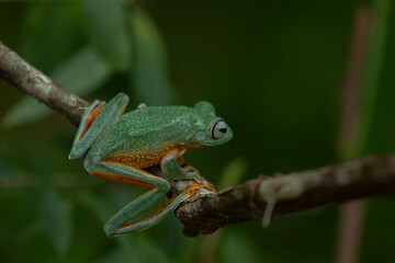 Flying Frog on Beautiful Place