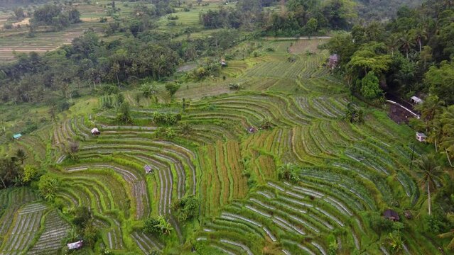 Aerial, lush green crops Paddies farming Terraces, and villager Houses amid Palm Trees and Tropical Rainforest scenery on a rainy day in Sideman, Bali island, Indonesia.