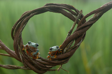 Flying Frog on Beautiful Place
