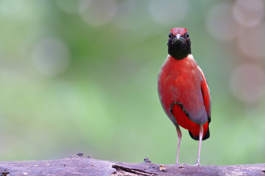 exotic super red bird perching on log with proudly stances