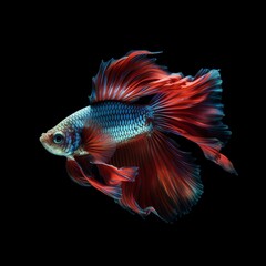 Portrait a beautiful betta fish isolated on black AI Generative